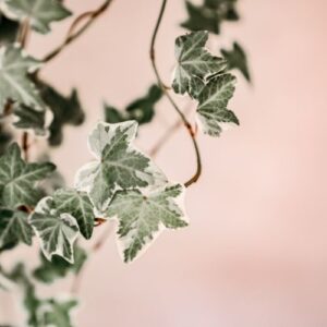 Service or Product 1