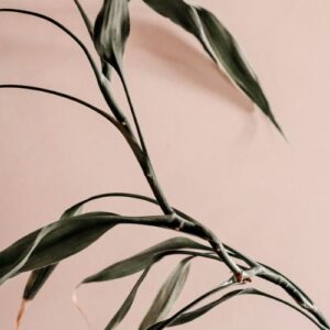 Service or Product 2